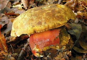 Klikni pro velký obrázek