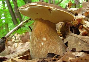 Klikni pro velký obrázek