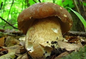 Klikni pro velký obrázek