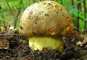 Klikni pro velký obrázek