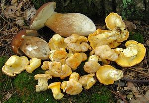 Klikni pro velký obrázek