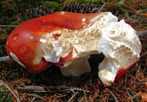 Klikni pro velký obrázek