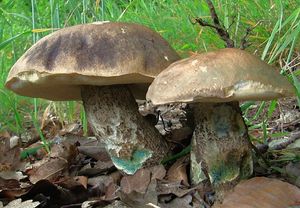 Kozák topolový - Leccinum duriusculum (Schulzer ex Kalchbr.) Singer 1947