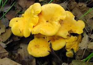 Liška obecná - Cantharellus cibarius Fr. 1821