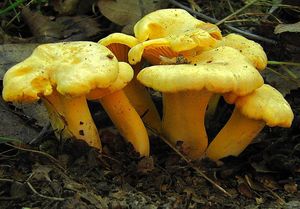 Liška obecná - Cantharellus cibarius Fr. 1821