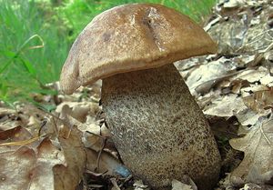 Kozák topolový - Leccinum duriusculum  Schulzer
