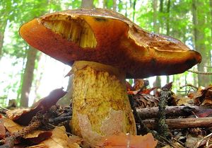 Klikni pro velký obrázek