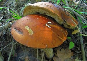 Klikni pro velký obrázek