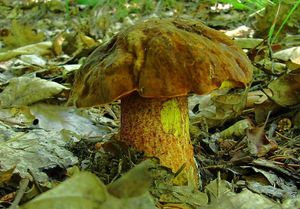 Klikni pro velký obrázek