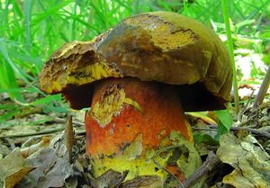 Klikni pro velký obrázek