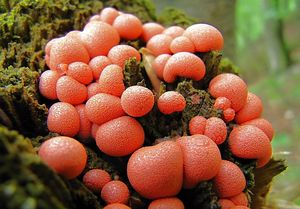 Vlčí mléko červené - Lycogala epidendrum (J.C. Buxb. ex L.) Fr.