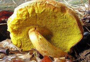 Hřib plstnatý - Boletus subtomentosus L. Quél.