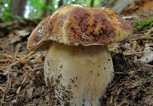 Klikni pro velký obrázek