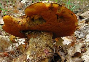 Klikni pro velký obrázek