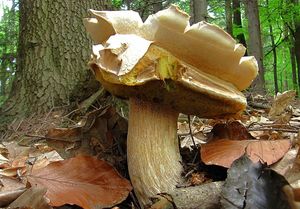 Klikni pro velký obrázek