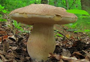 Klikni pro velký obrázek