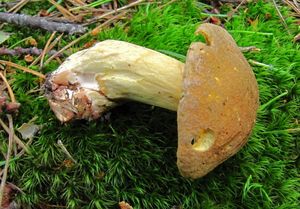 Klikni pro velký obrázek