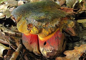 Klikni pro velký obrázek