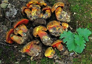 Klikni pro velký obrázek