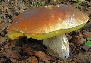 Klikni pro velký obrázek