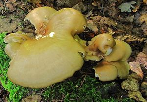 Klikni pro velký obrázek