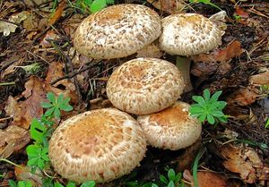 Pečárka Bohusova - Agaricus bohusii