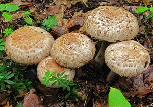 Pečárka Bohusova - Agaricus bohusii