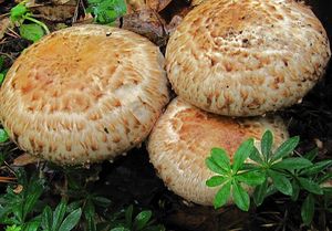 Pečárka Bohusova - Agaricus bohusii