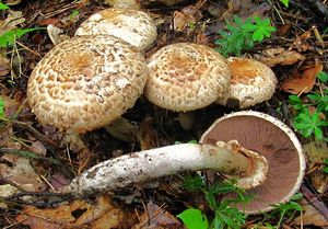 Pečárka Bohusova - Agaricus bohusii