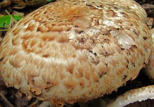 Pečárka Bohusova - Agaricus bohusii