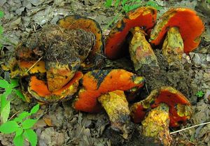 Klikni pro velký obrázek