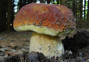 Klikni pro velký obrázek