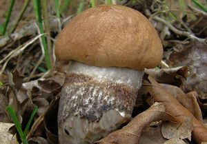 Kozák topolový - Leccinum duriusculum  Schulzer