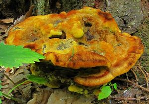 Hnědák Schweinitzův - Phaeolus schweinitzii (Fr.) Pat. 1900