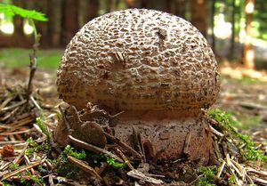 Muchomůrka růžovka - Amanita rubescens Pers. 1797