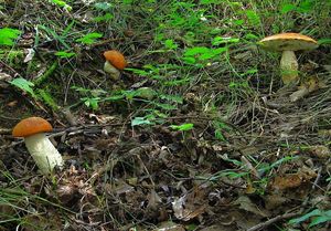 Klikni pro velký obrázek