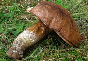 Kozák topolový - Leccinum duriusculum  Schulzer