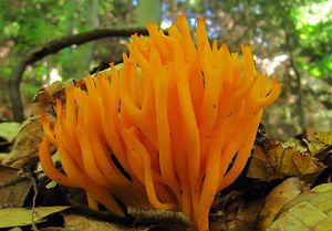 Krásnorůžek lepkavý - Calocera viscosa