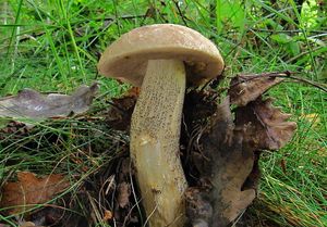 Klikni pro velký obrázek