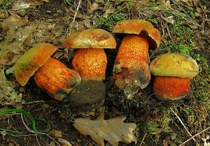 Klikni pro velký obrázek