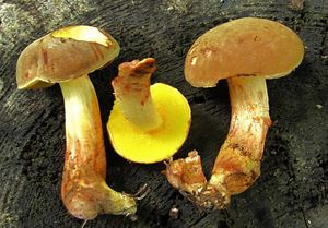 Klikni pro velký obrázek