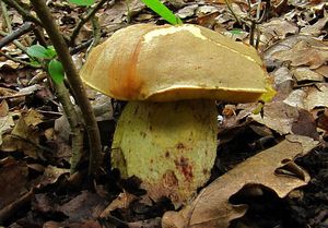 Klikni pro velký obrázek