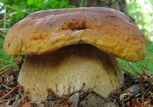 Klikni pro velký obrázek