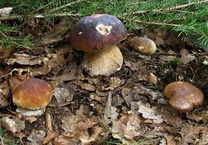 Klikni pro velký obrázek