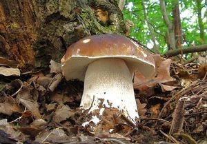 Klikni pro velký obrázek