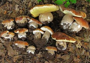 Klikni pro velký obrázek