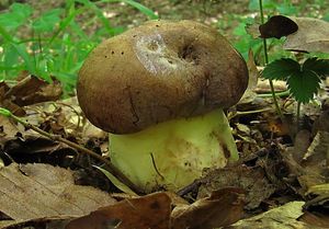 Klikni pro velký obrázek