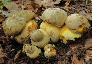 Klikni pro velký obrázek