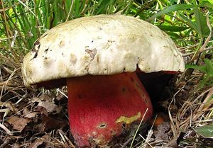 Klikni pro velký obrázek