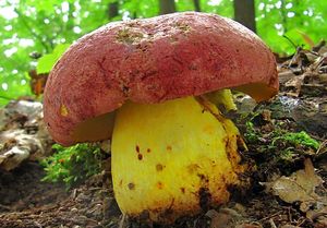 Klikni pro velký obrázek